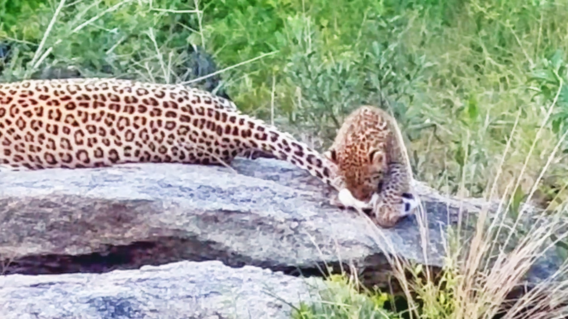 Leopard Cub Keeps Attacking Mom’s Tail Before Falling Off Rocks
