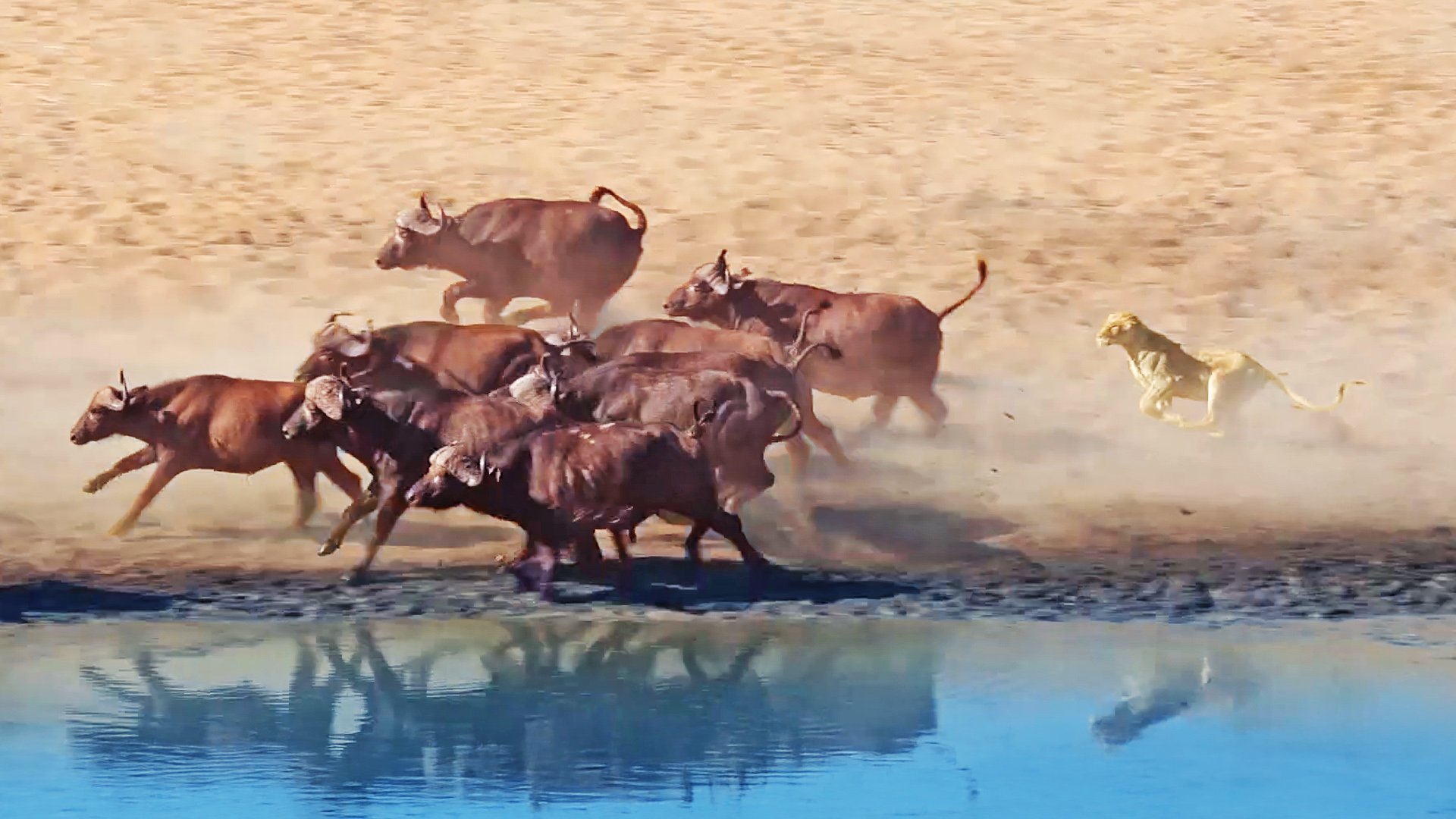 Lioness Tries Her Luck Chasing Herd of Buffalo