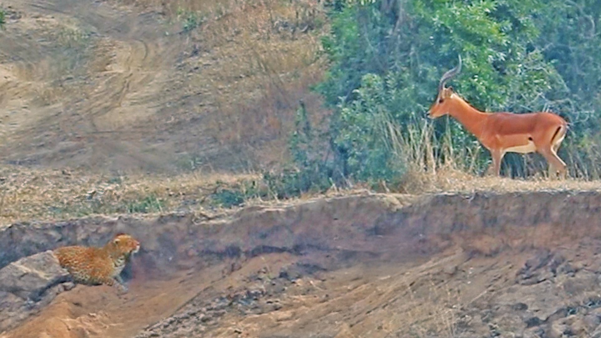 Leopard Hides and Waits for Impalas to Step on it