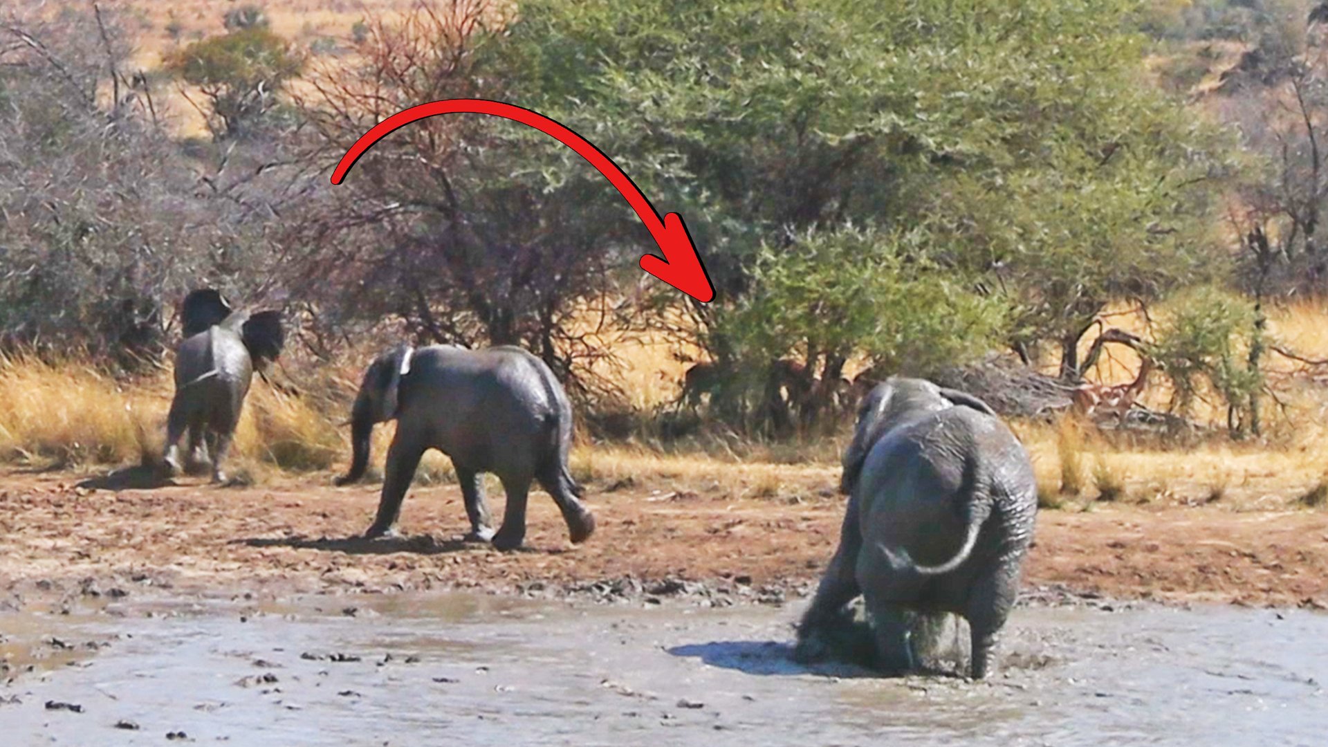 Baby Elephant DEFENDS Family Mud Bath From Sneaky Impala