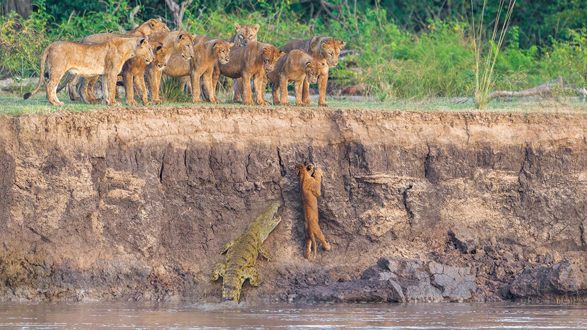 Helpless Lions Watch Crocodiles and Hippos Catch their Brave Cub