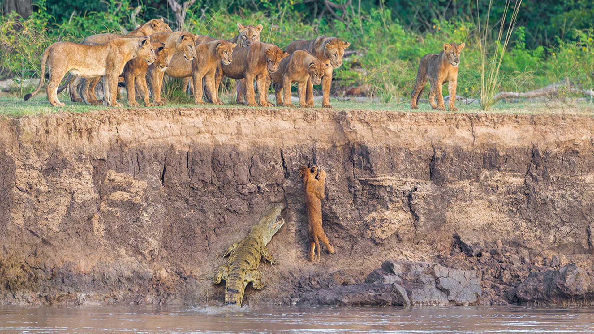 Helpless Lions Watch Crocodiles and Hippos Catch their Brave Cub