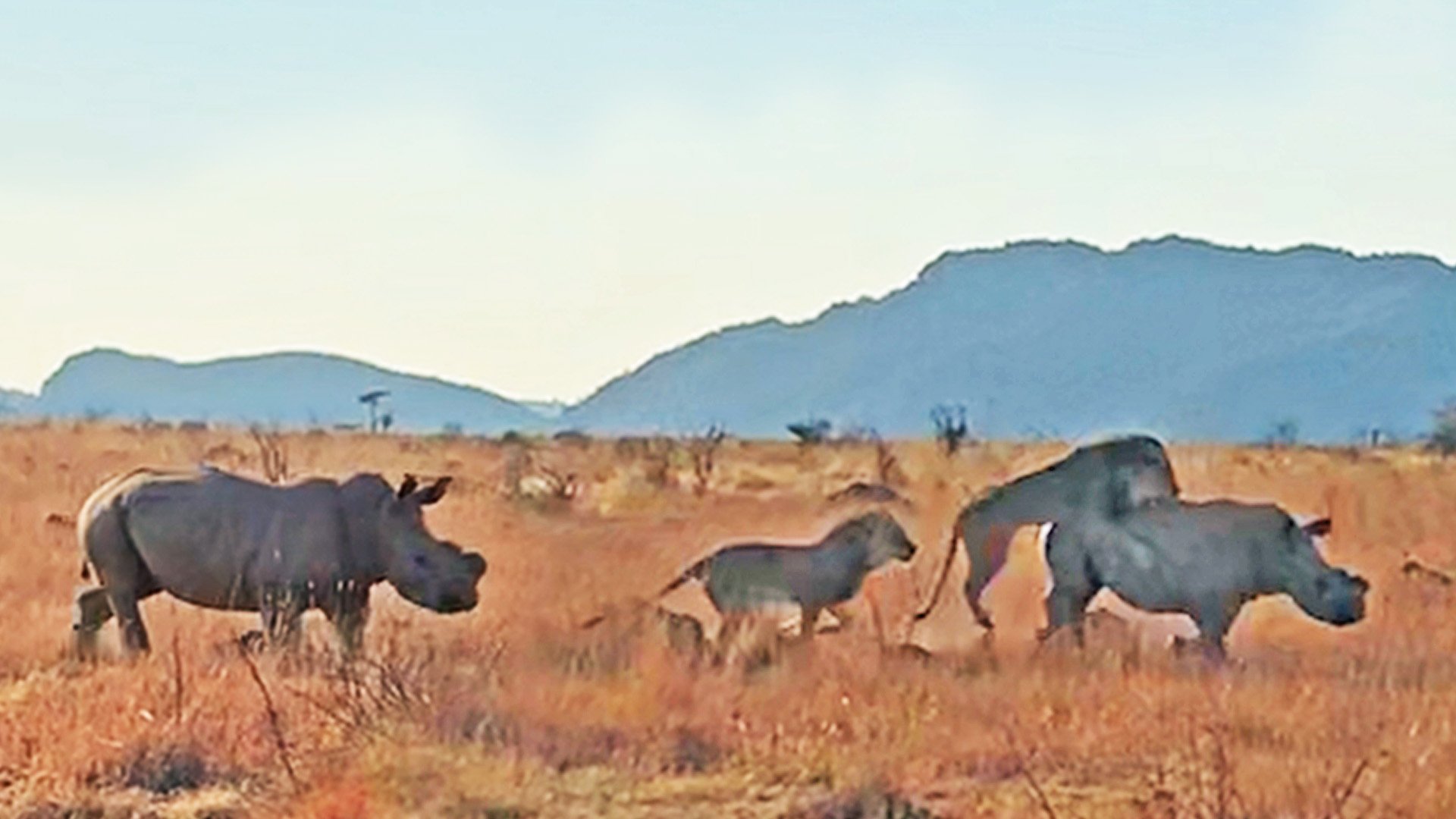 Lions Target Hornless Rhino but Reinforcements Turn the Tables