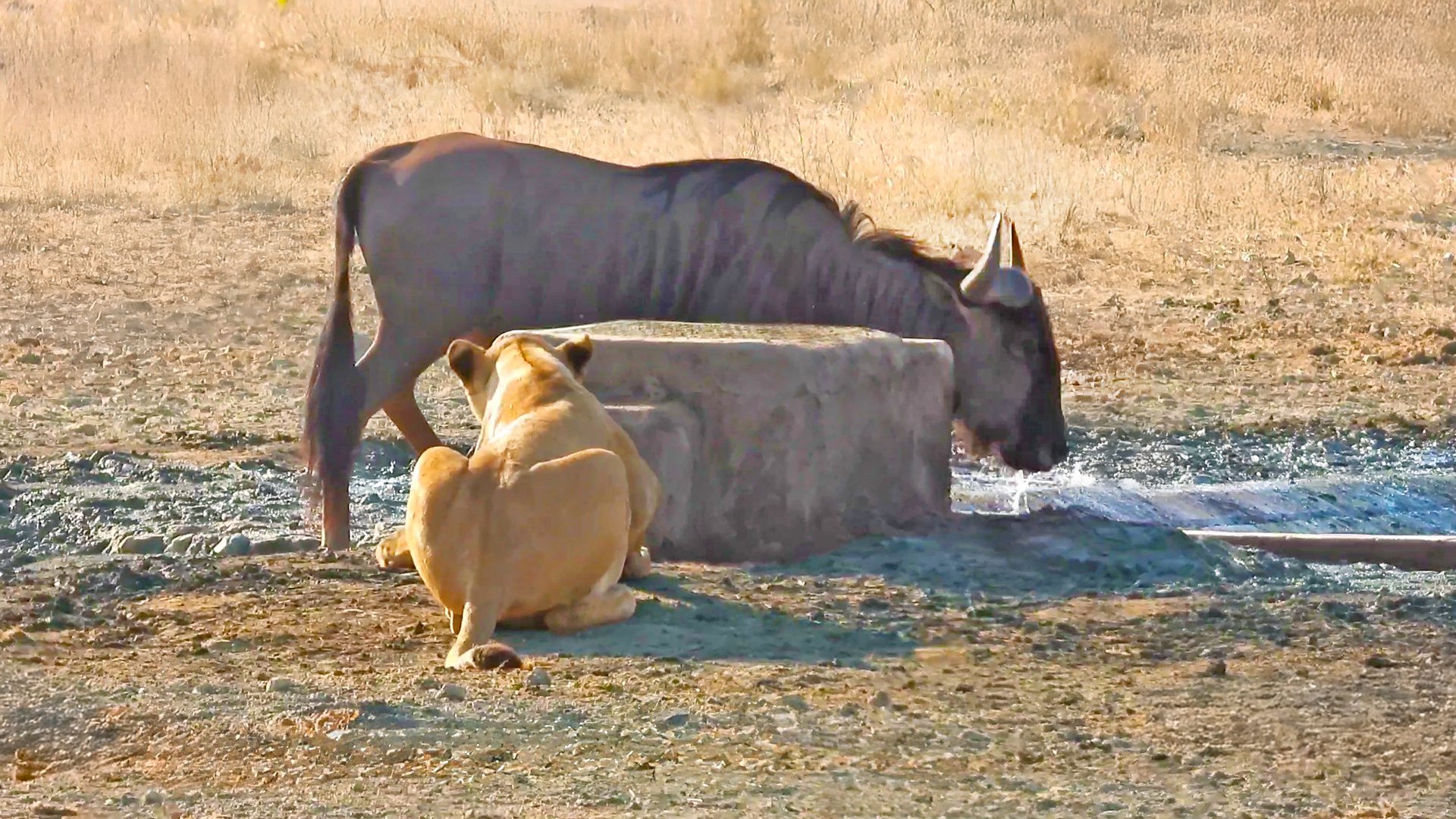 Lioness Uses a Perfectly Placed Wall to Ambush Wildebeest