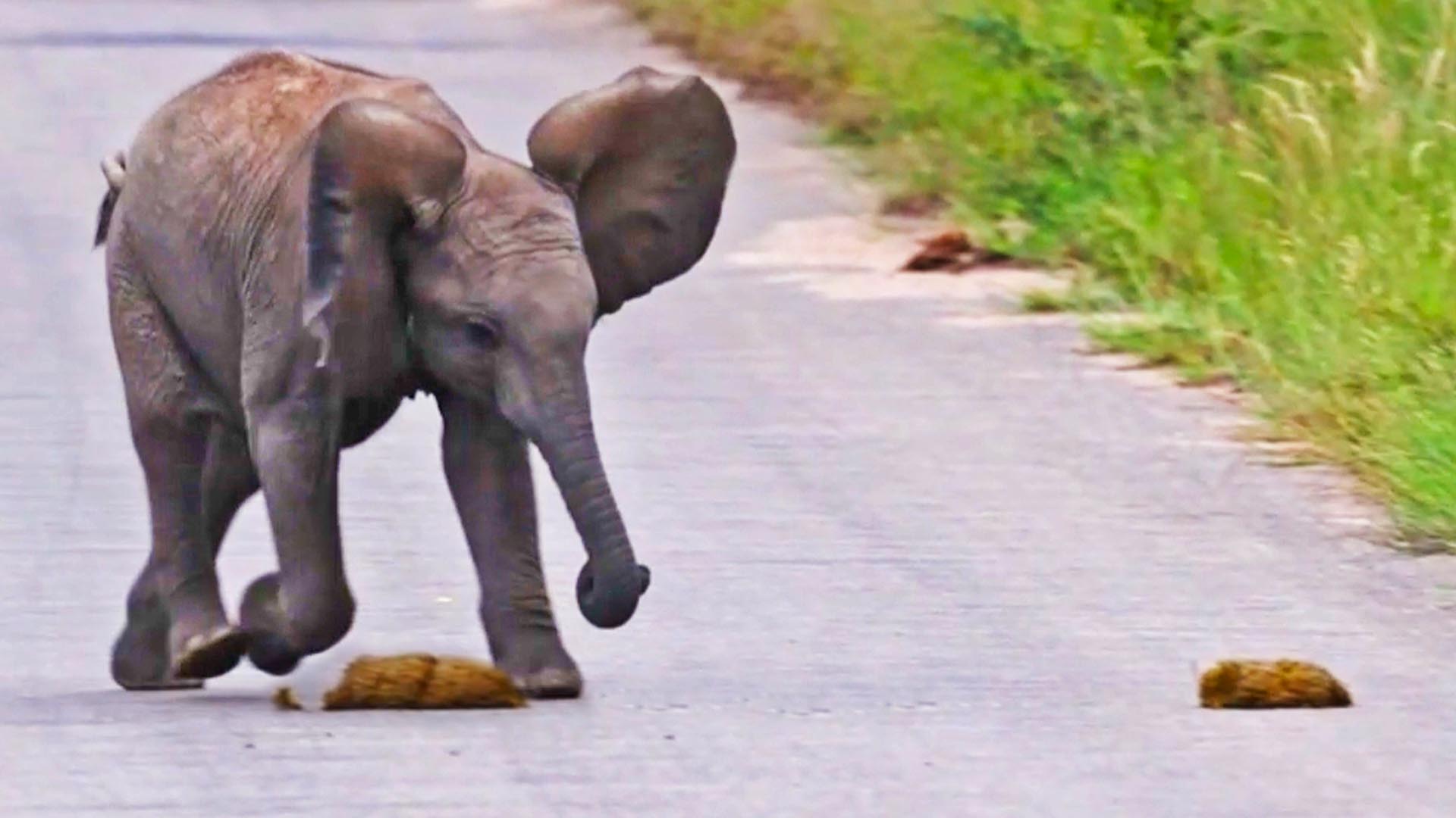 Baby Elephant Kicks Poop Into Road