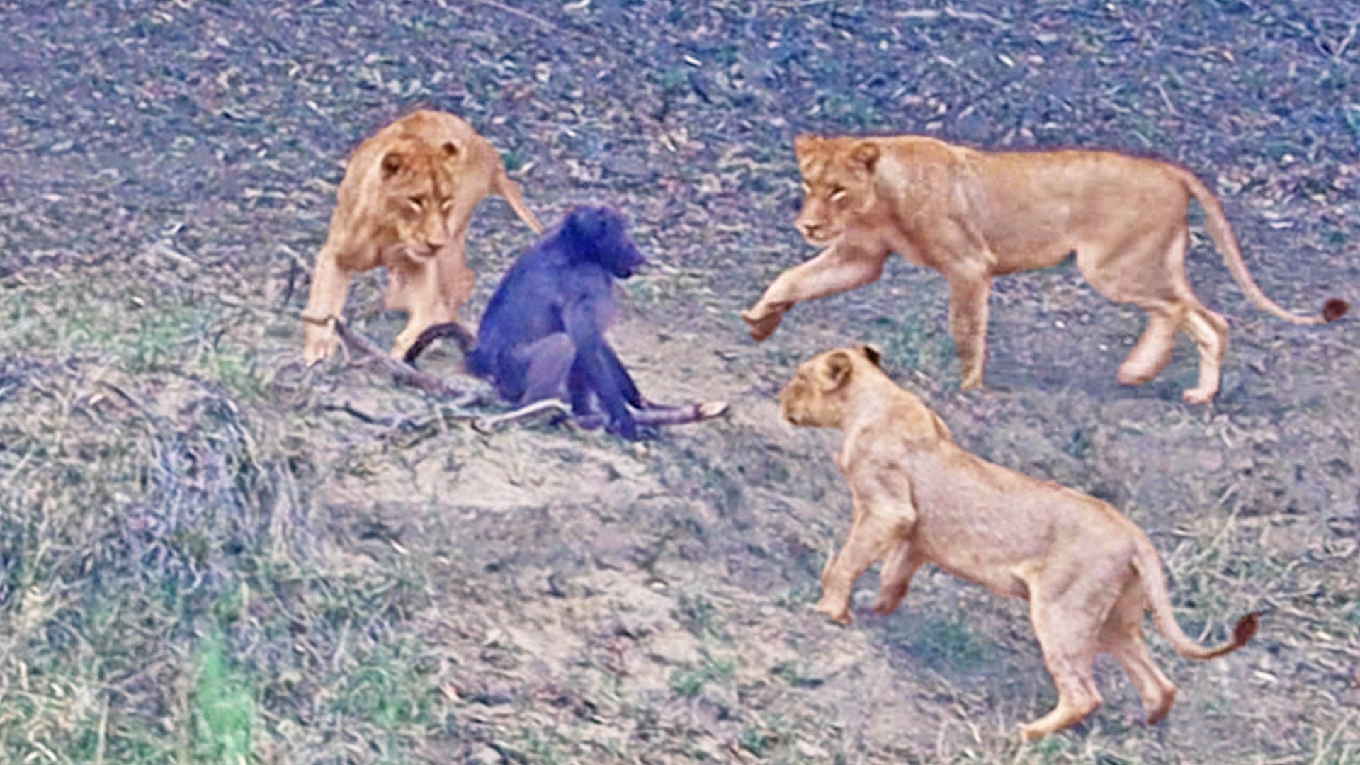 Old Baboon Gives Himself Up to Lions