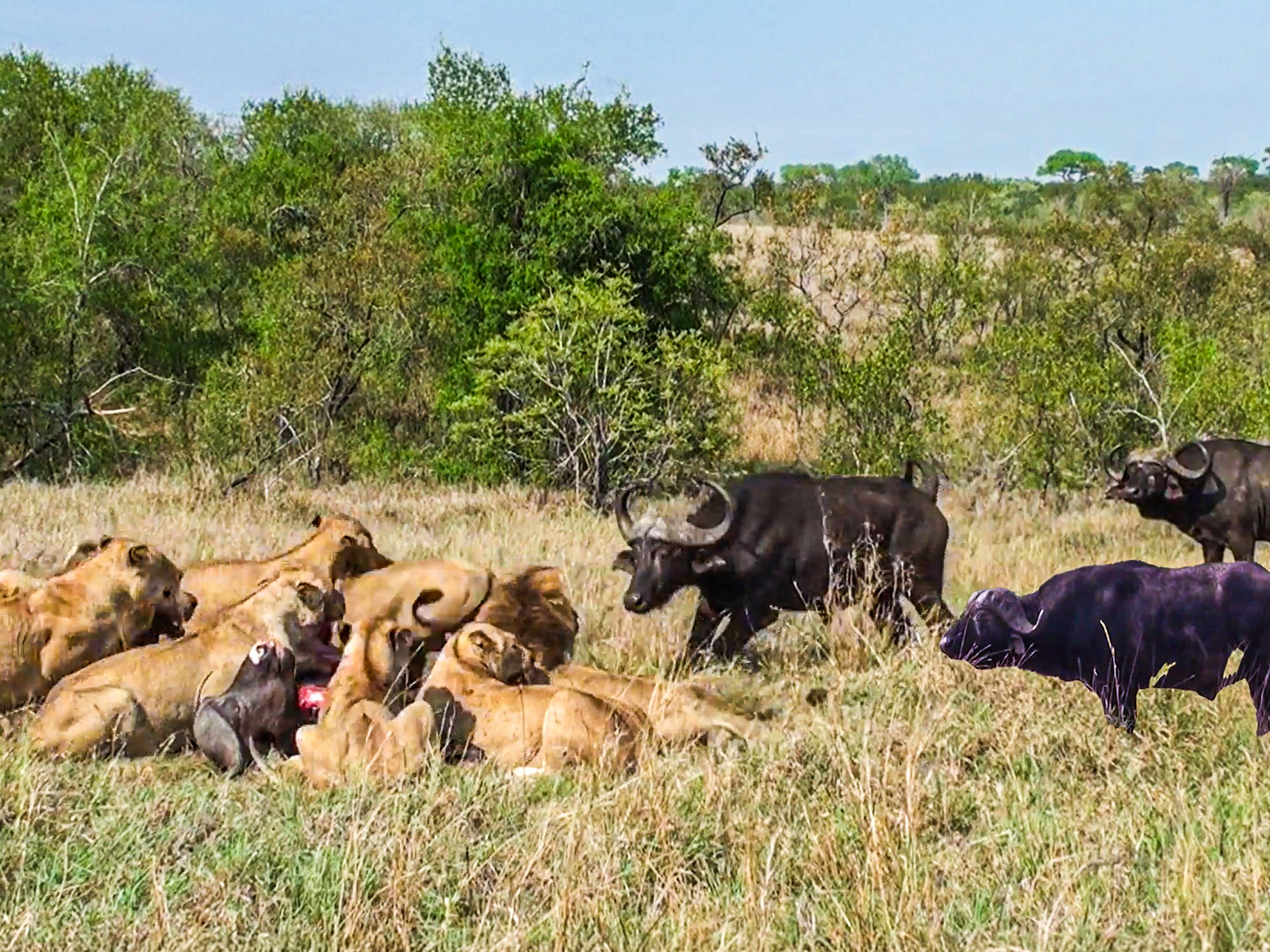 Brave Buffalo Challenger Lion Pride Feeding on Fallen Herd Member