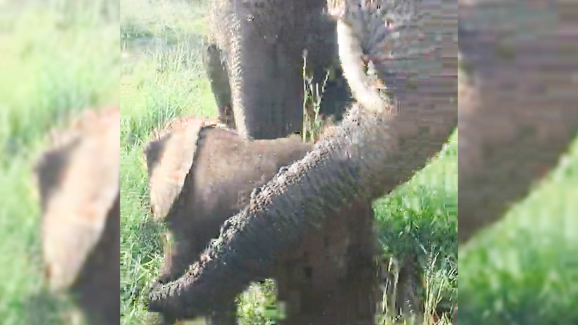 Elephant Mom Pulls Calf Away from Safari Vehicle