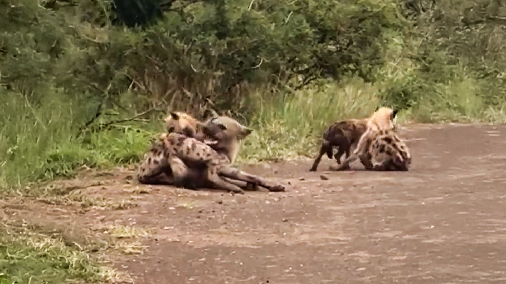 Hyena Cubs Team Up to Annoy Mom