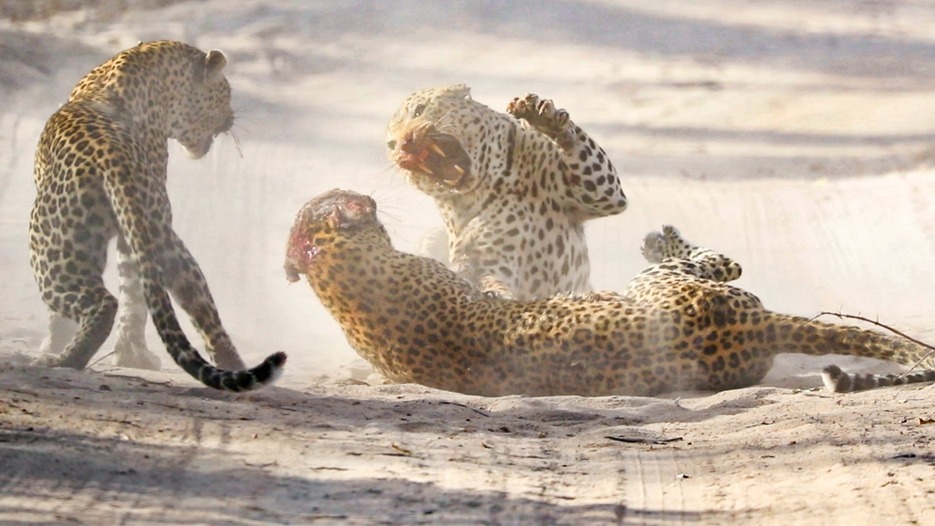 Leopard Couple Teams Up to Rip into Rival Male’s Skull