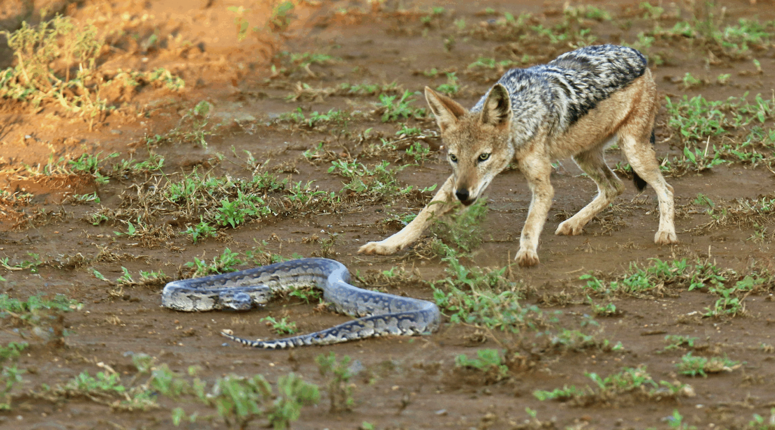 This Python was too Strong for Hungry Jackals