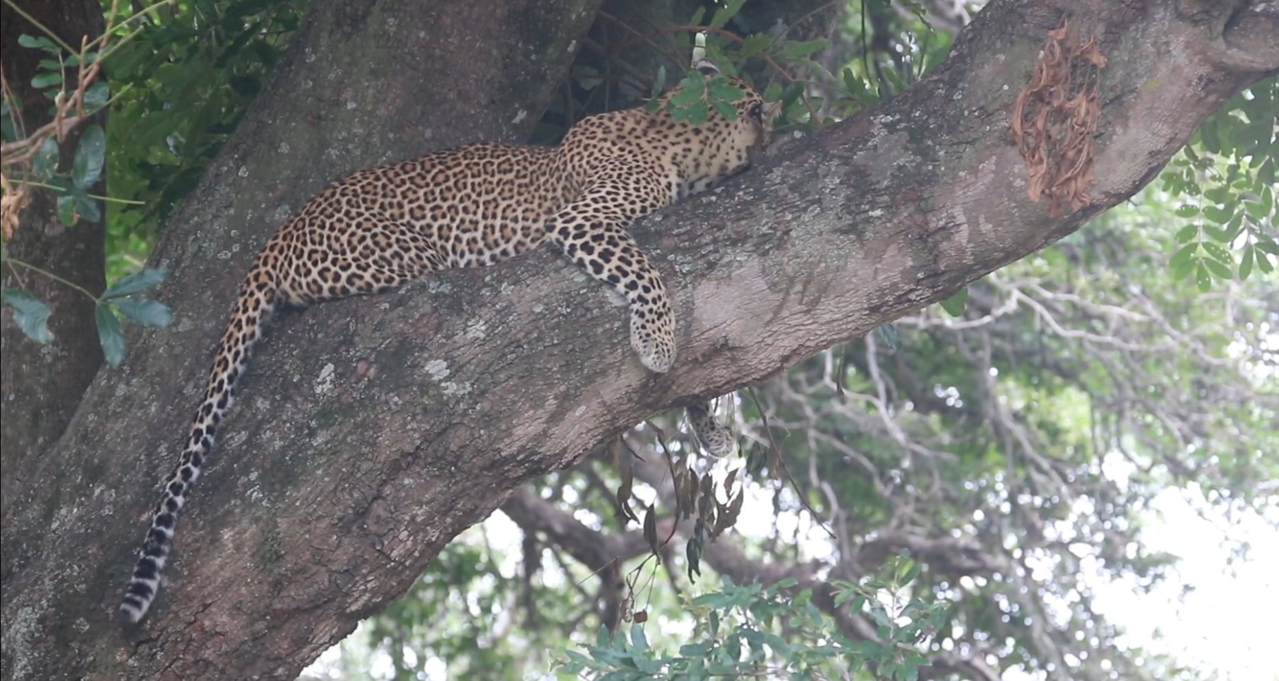 How to Spot a Leopard in Kruger National Park