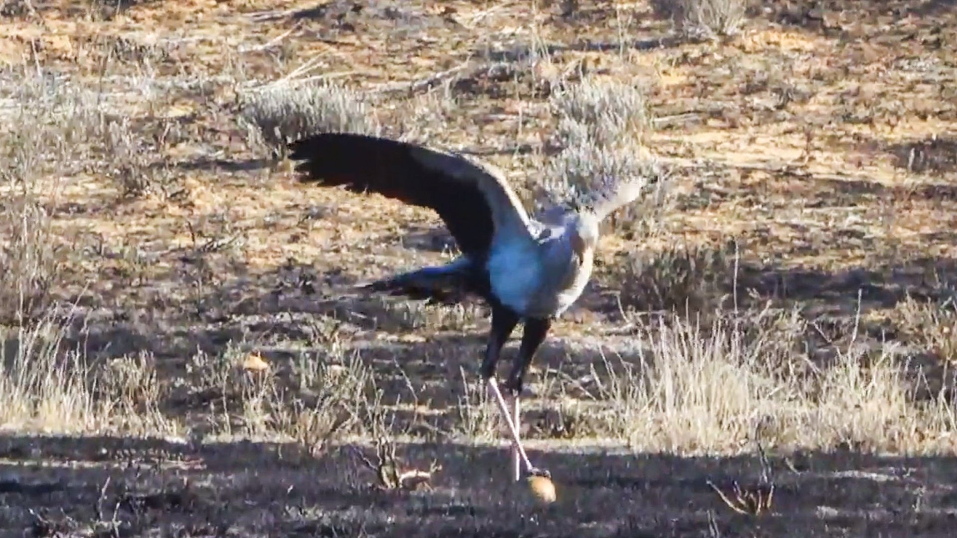 Secretary Bird Shows Off Soccer Skills in the Field 
