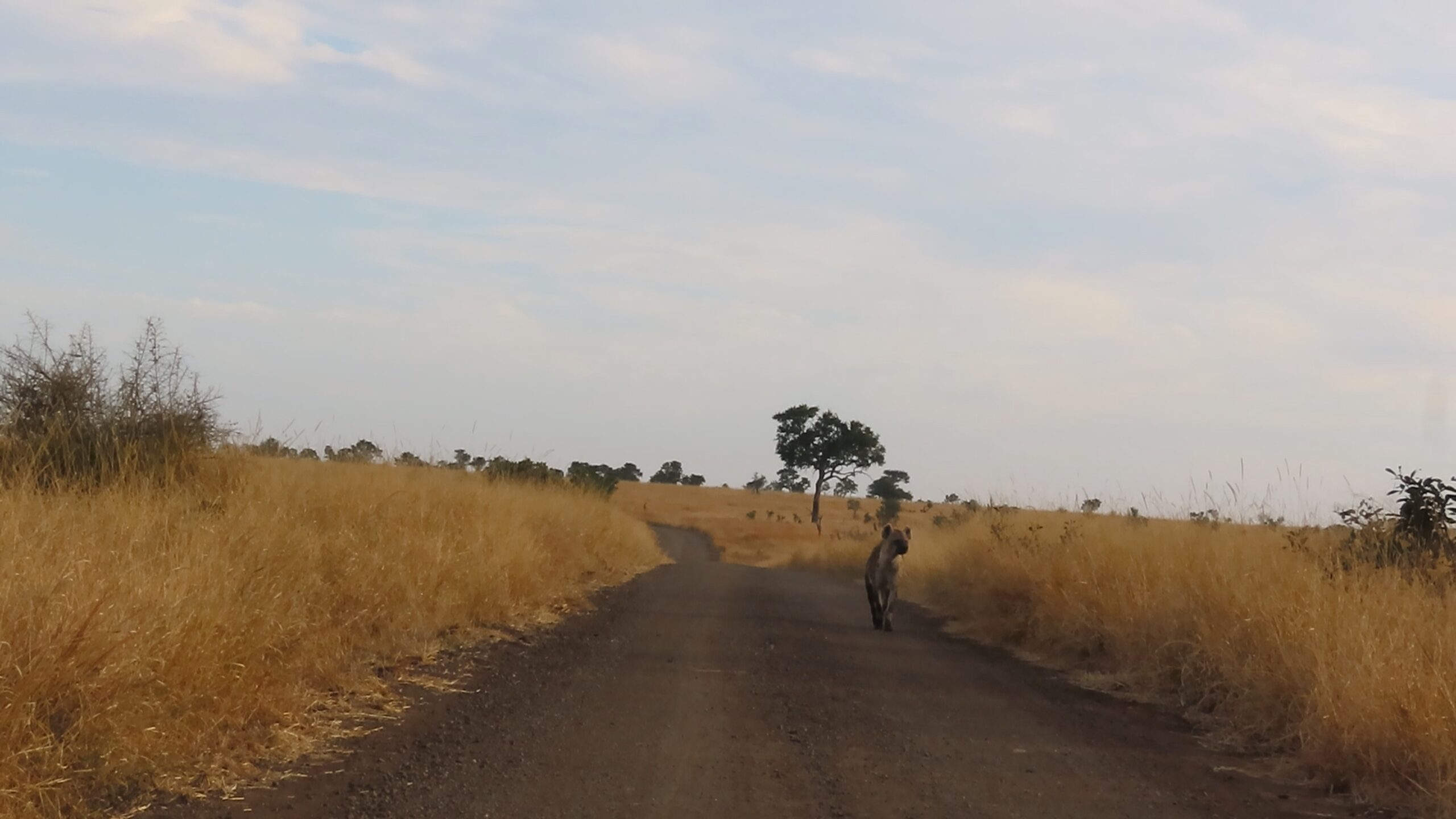 Hyena Merely Walking Down the Road Walks Right Into Male Lions