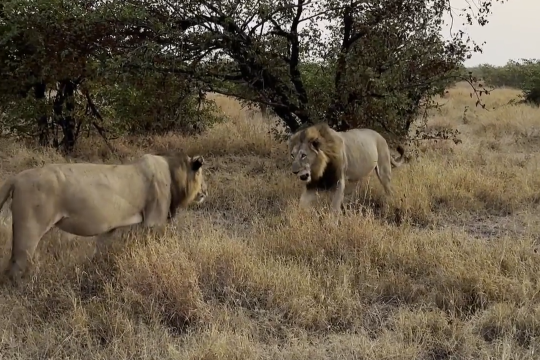 Lion Males Have Amazing Reunion
