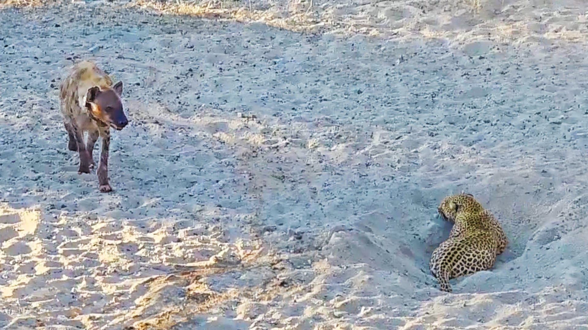 Leopard Hides in Hole to Steal Hyena’s Catch