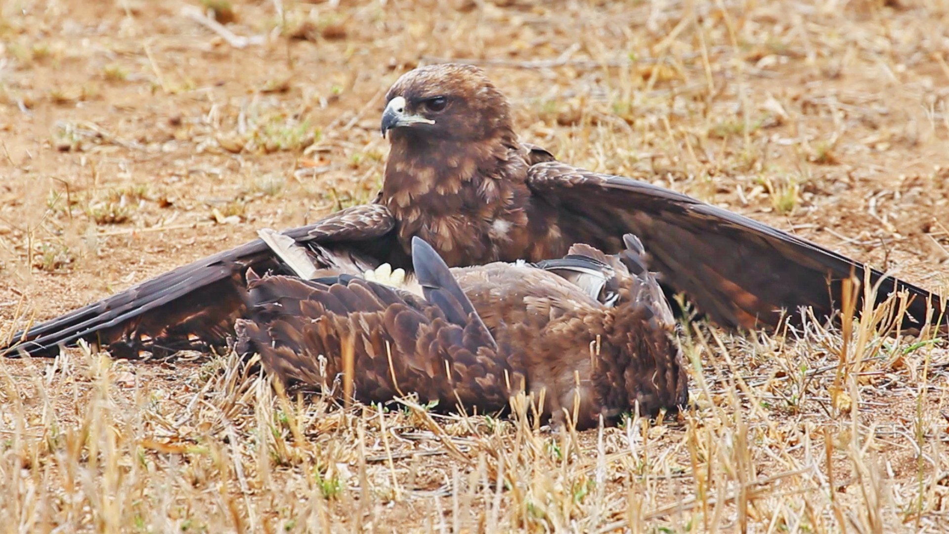 Wahlberg’s Eagle Catches Another in Rare Encounter