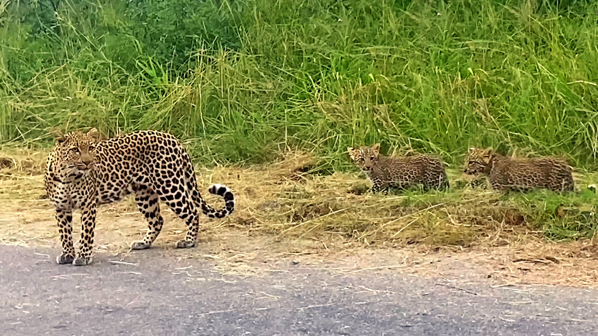Leopard Mother Teaches Her Cubs How to Safely Cross the Road