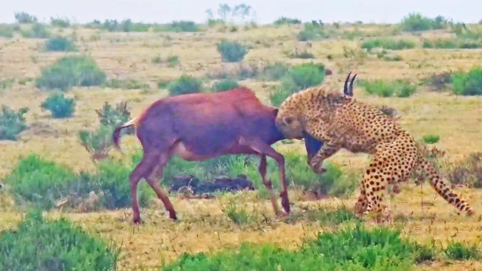 Determined Buck Miraculously Escapes Cheetah’s Grip