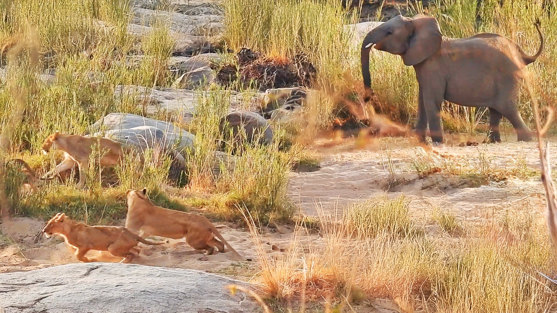 Elephant Ruins Lion Pride’s Midday Nap