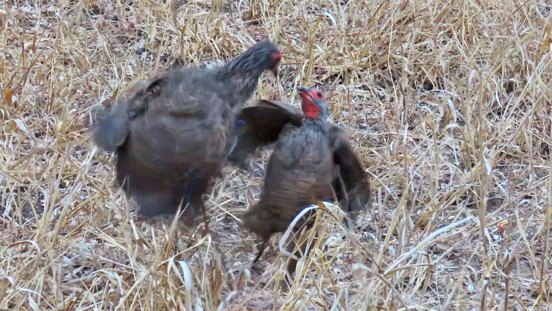 Birds Have Vicious Fight Over Territory
