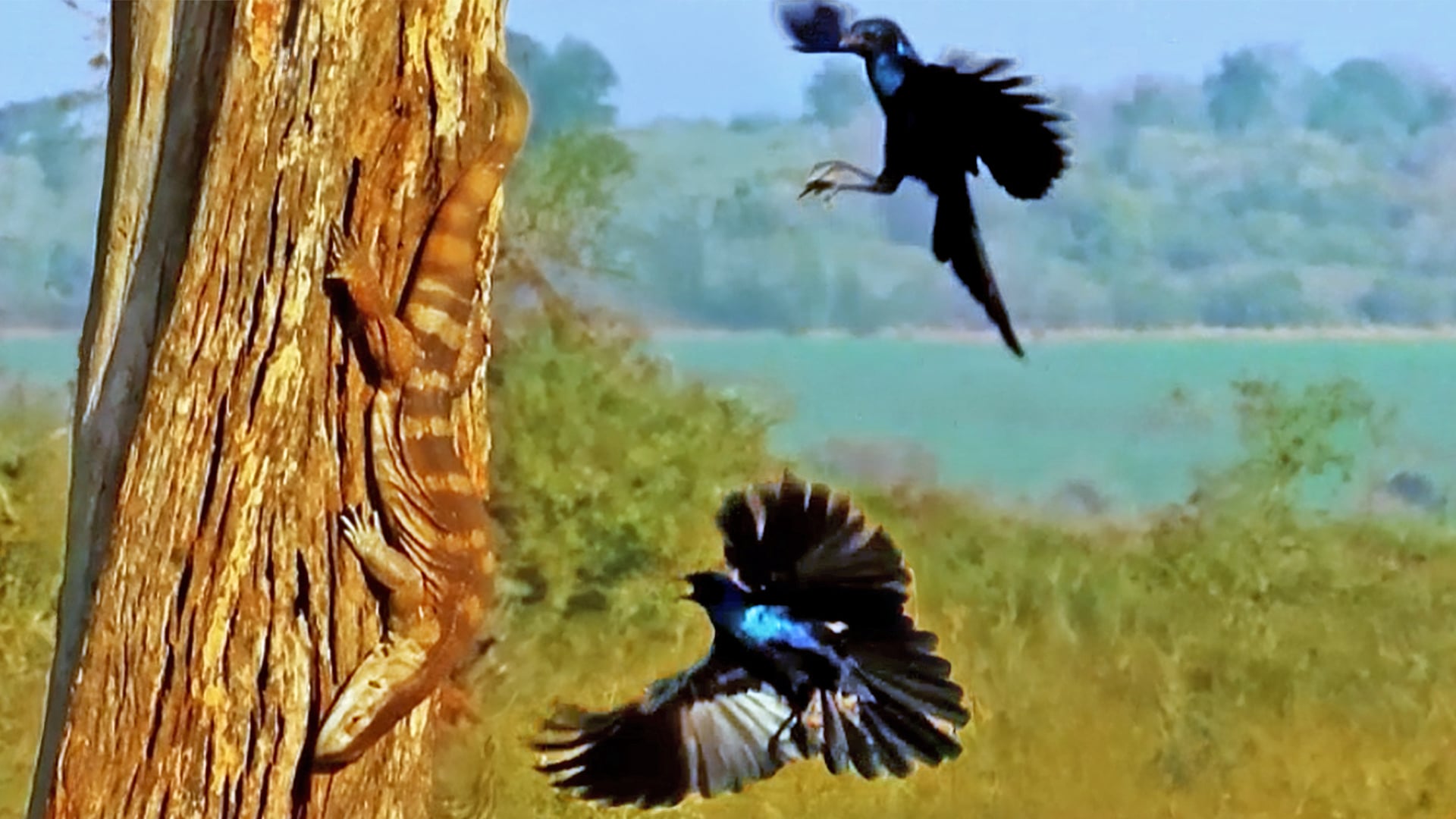 Birds Attack Rock Monitor Lizard Trapped in a Tree