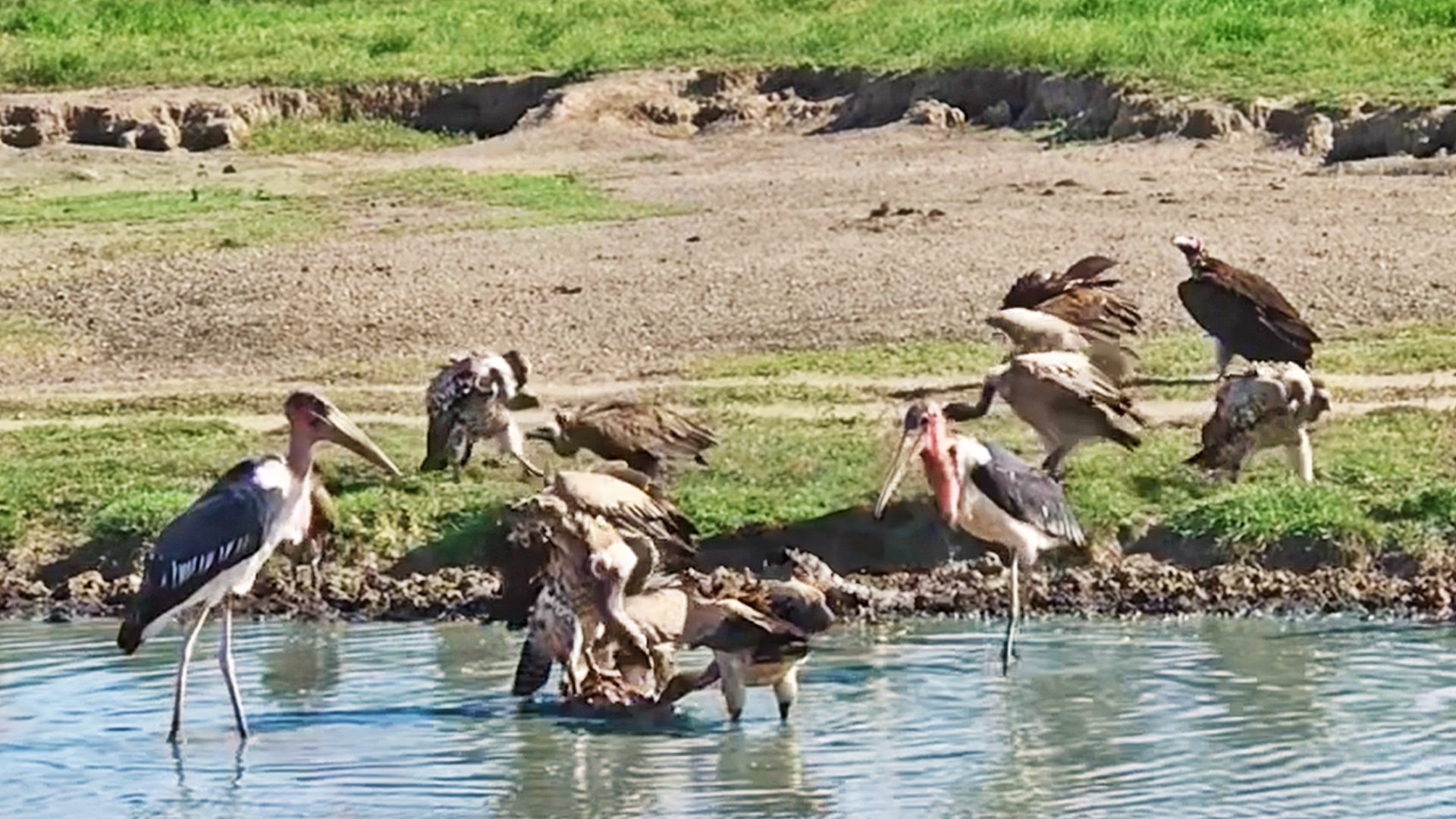 Marabou Stork and Vultures Share a Meal