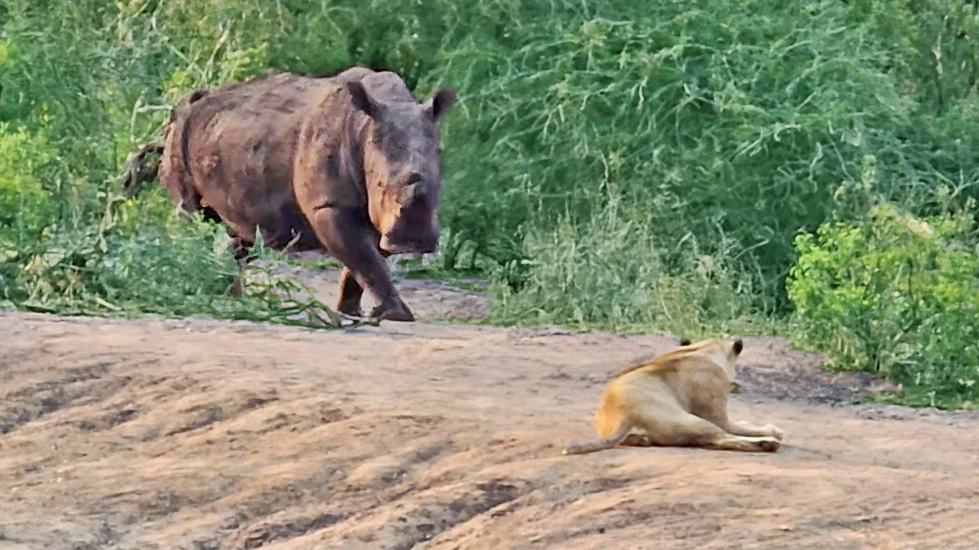 Rhino Charges at Sleeping Lions 