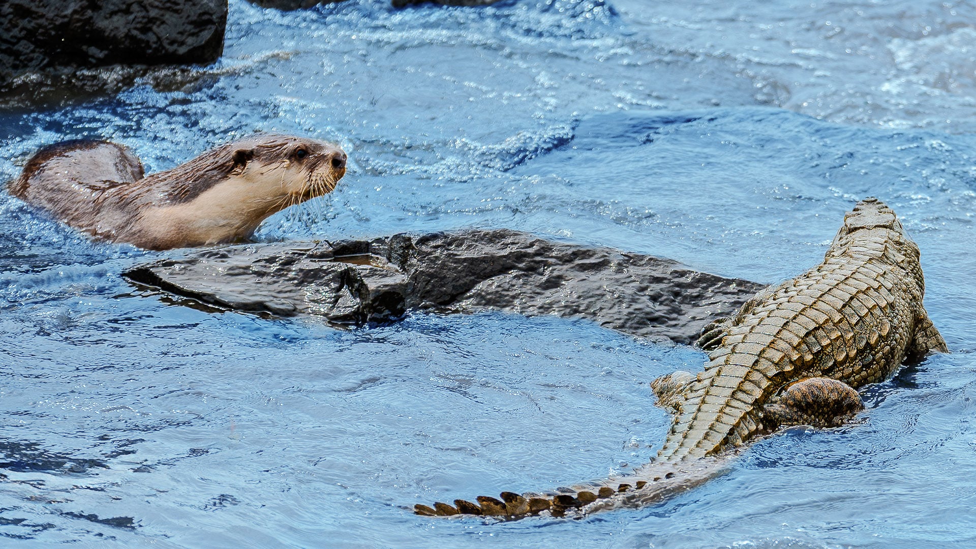 Crocodile Fights Otters for Fishing Spot After They Bite it’s Tail 