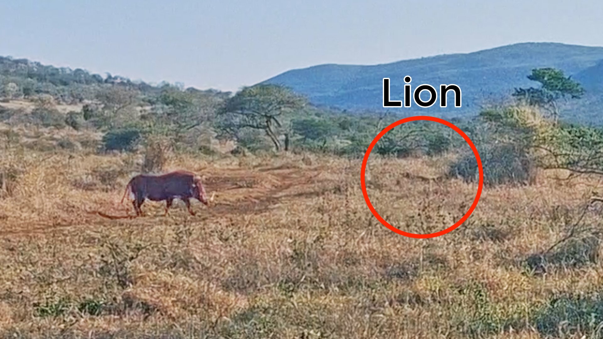 Lioness Forgets How To Hunt Warthog
