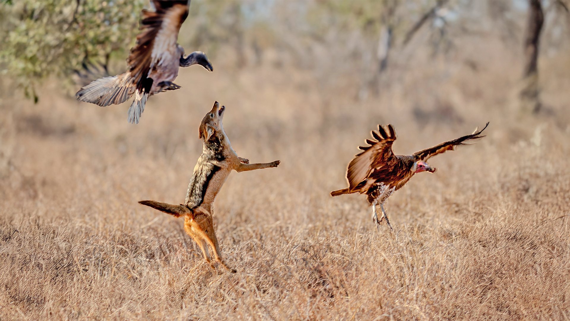 Jackal Battles it Out With Vultures in The Air