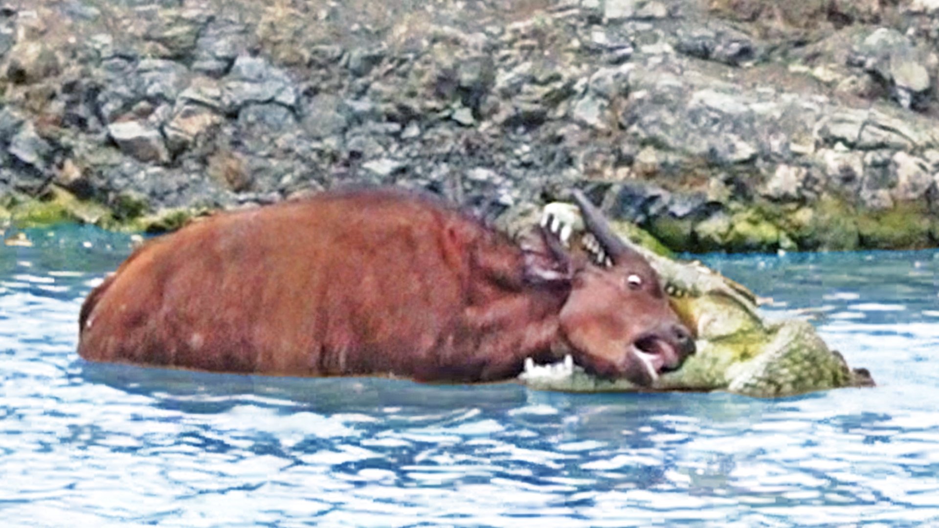 Buffalo Sacrifices Leg to Escape Monster Crocodile