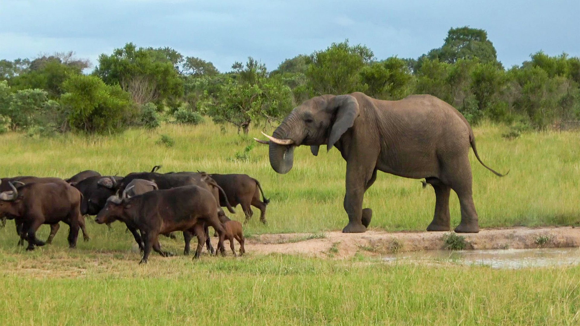 Tense Standoff Between Elephant and Buffalo Herd at Watering Hole