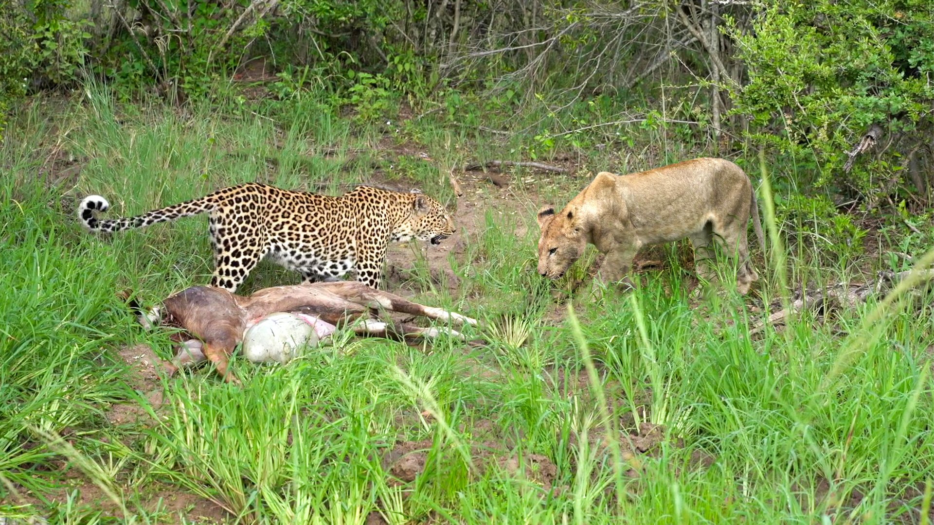Pride of Lions Seizes Carcass from Leopard and Cub in Bold Encounter