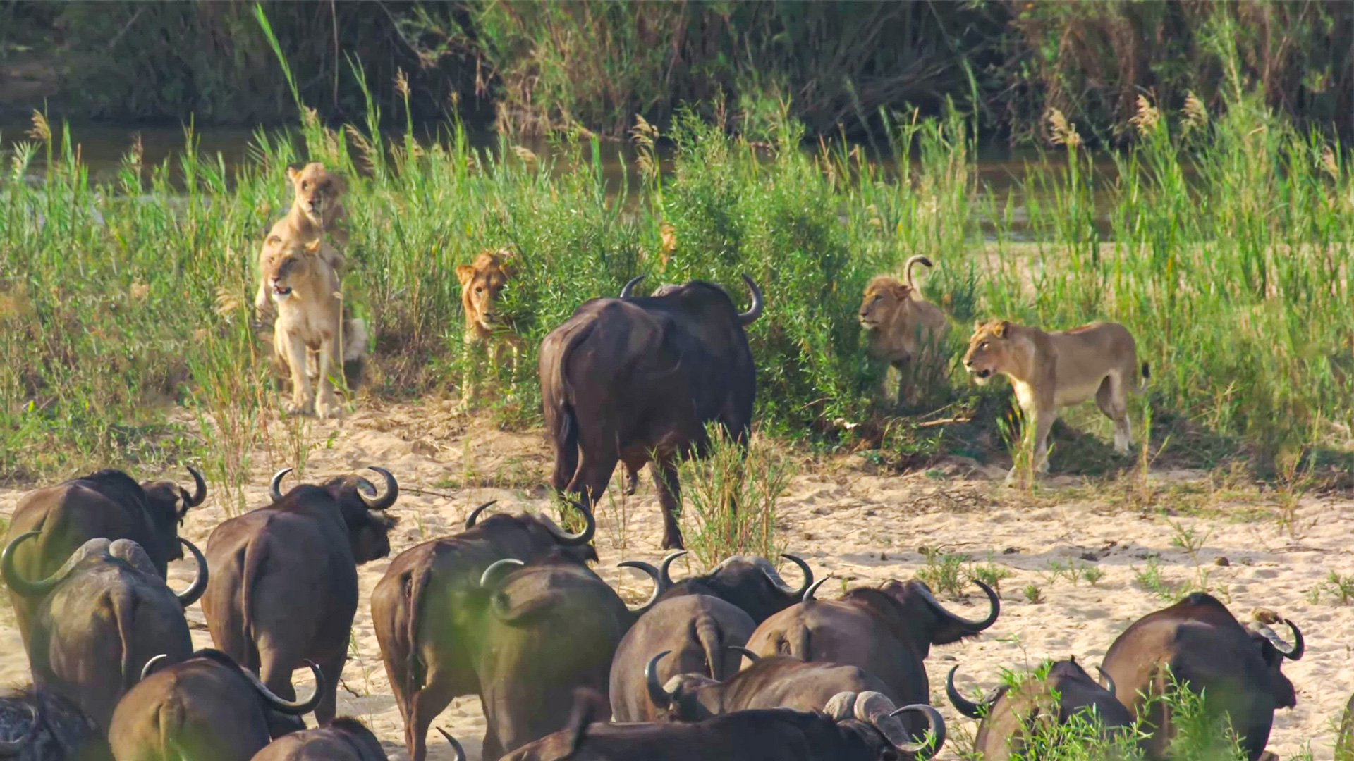 Unexpected Wildlife Encounter as Buffalo Herd Confront Lions