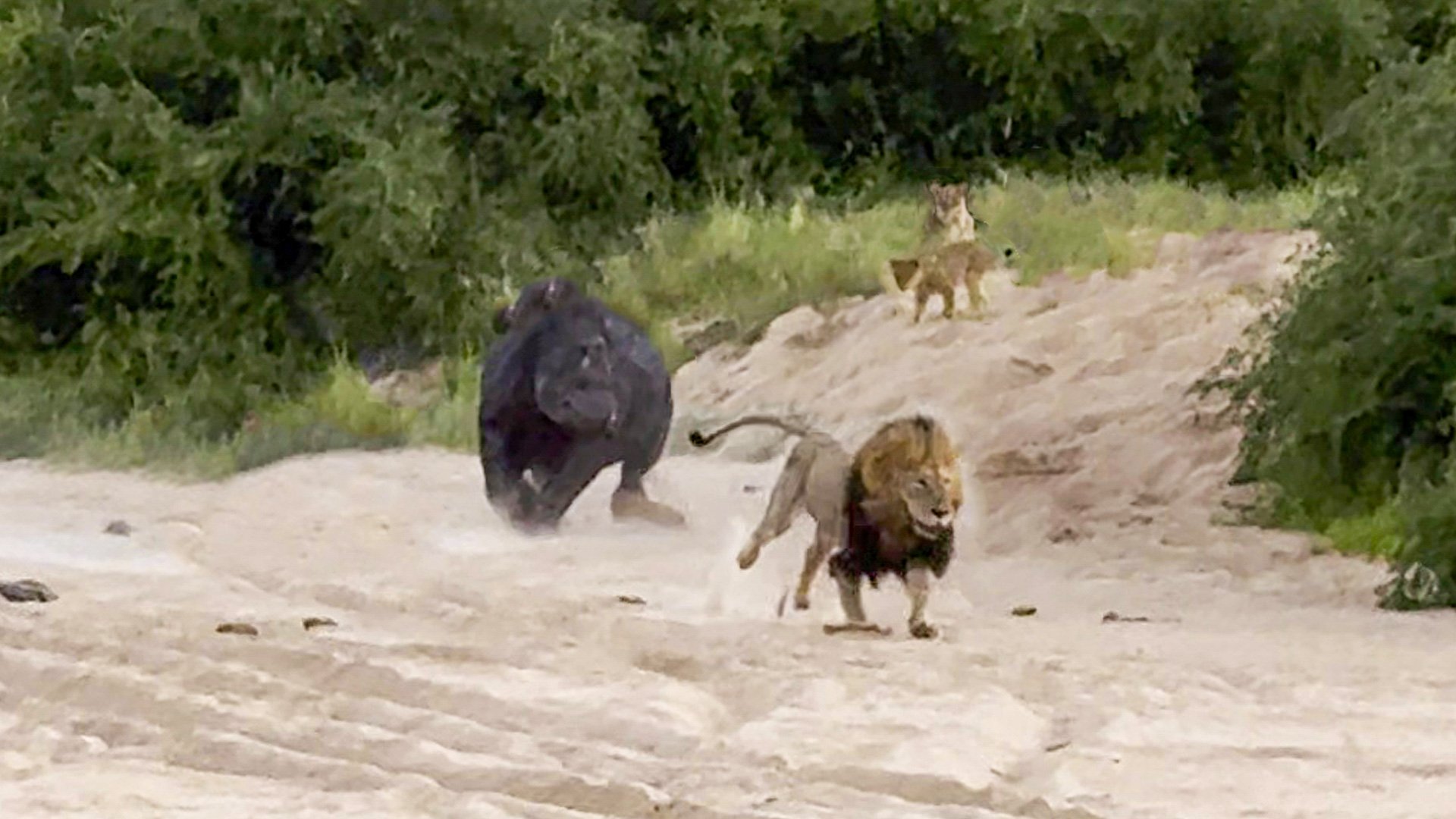 Lion Cubs Watch Rhino That Chased Their Father 