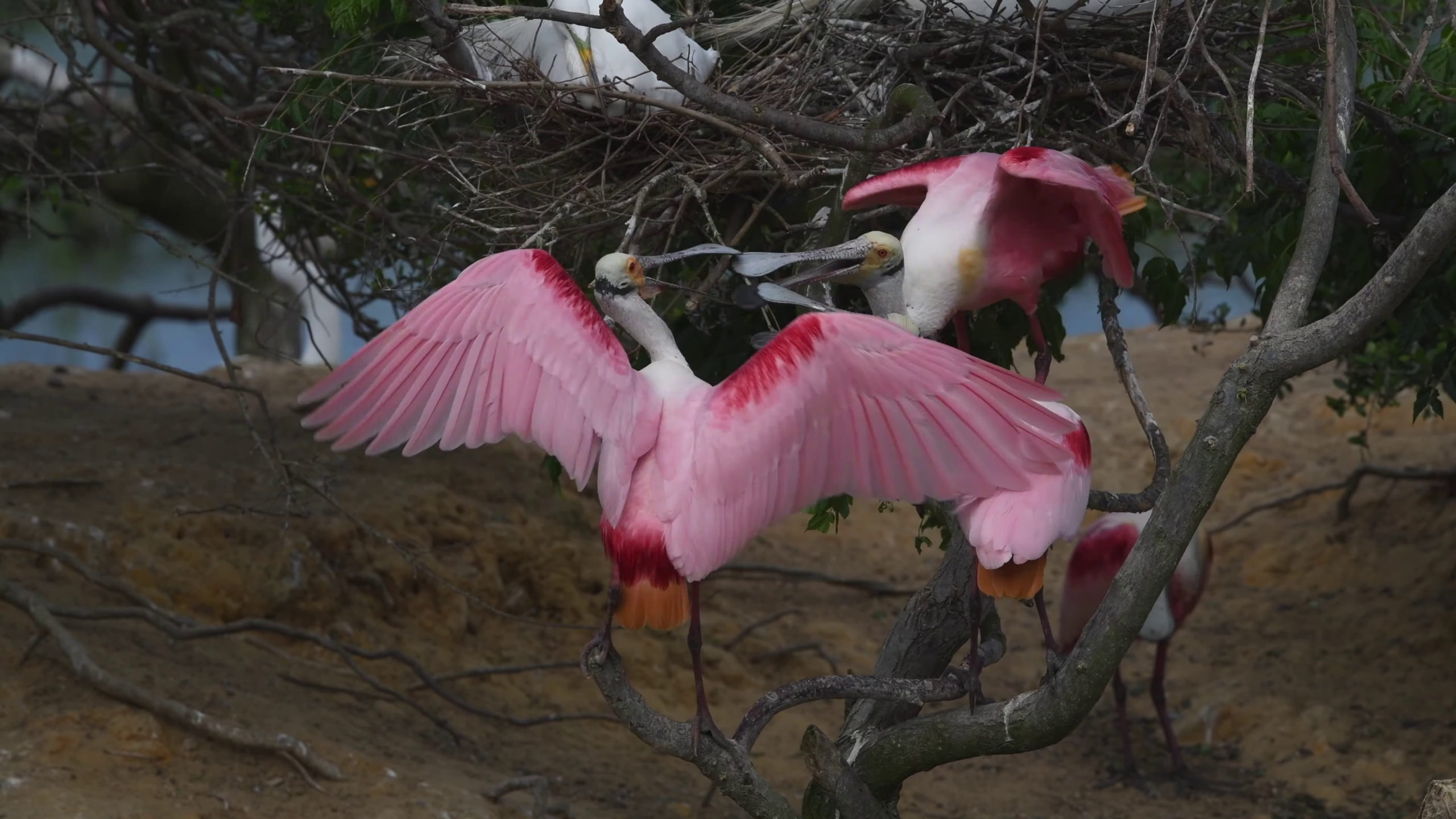 Roseate Spoonbills Compete for Nesting Space in Crowded Tree