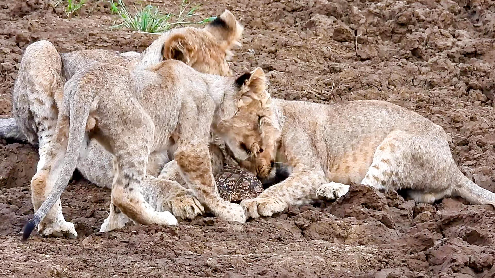 Lion Cubs Turn Tortoise Shell Into a Chew Toy