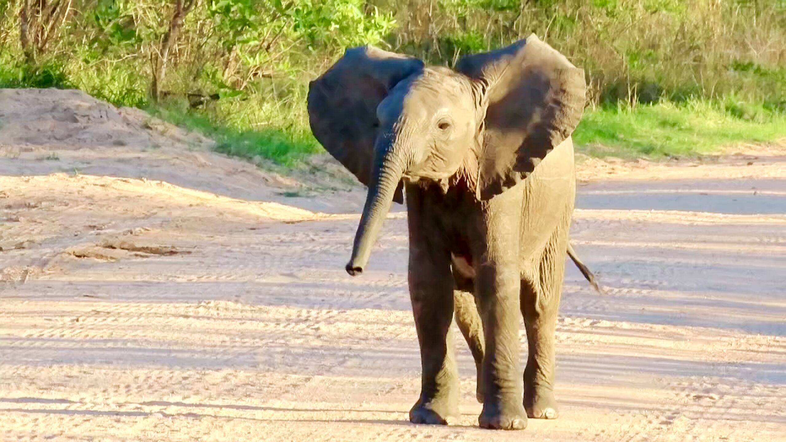 Baby Elephant Swings Trunk Around Like a Noodle