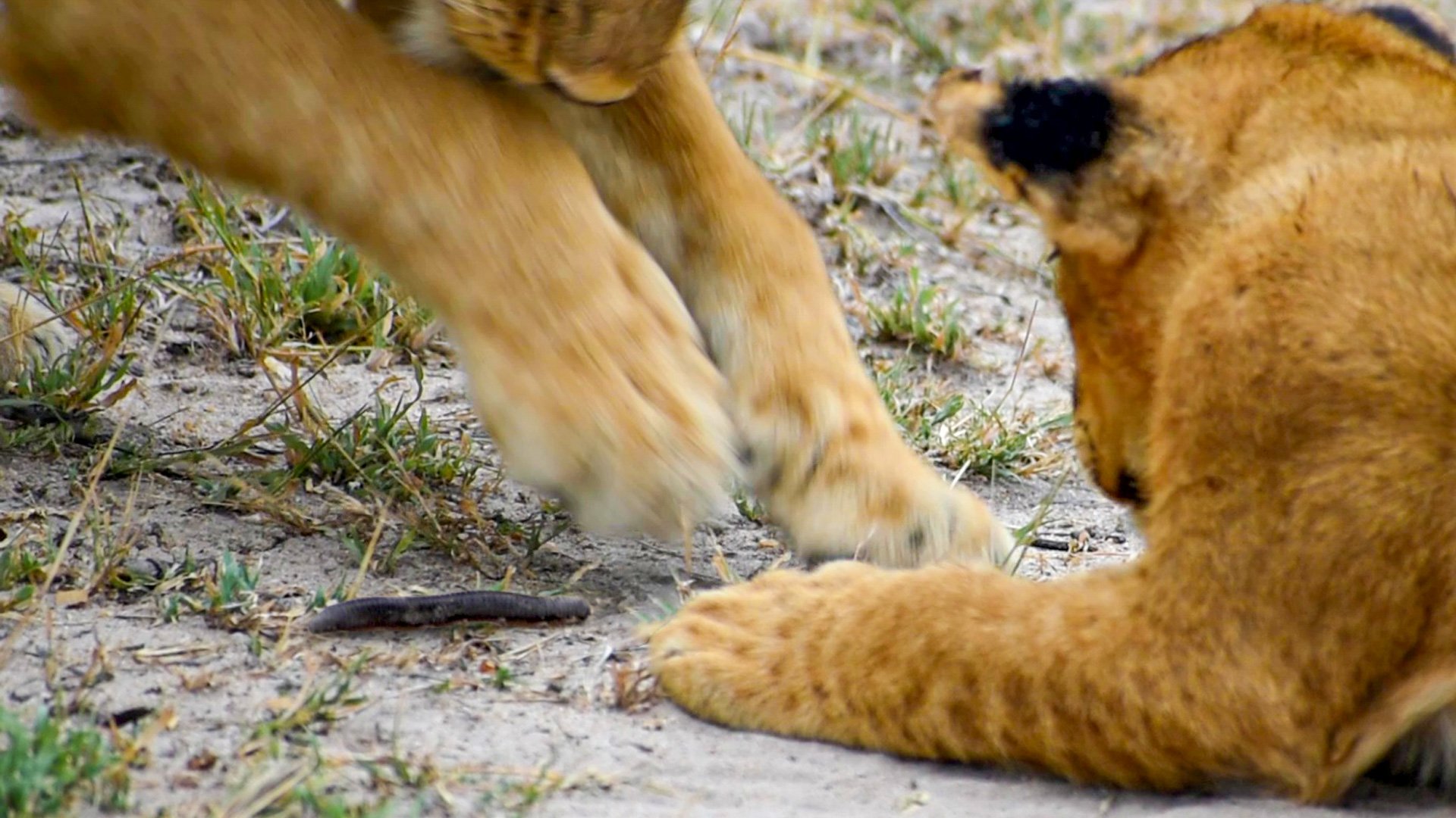Lion Cubs Baffled By Millipede