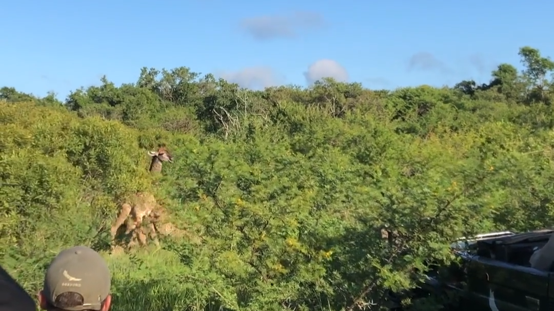 Unexpected Moment As Cheetah Pair Brings Down Young Giraffe
