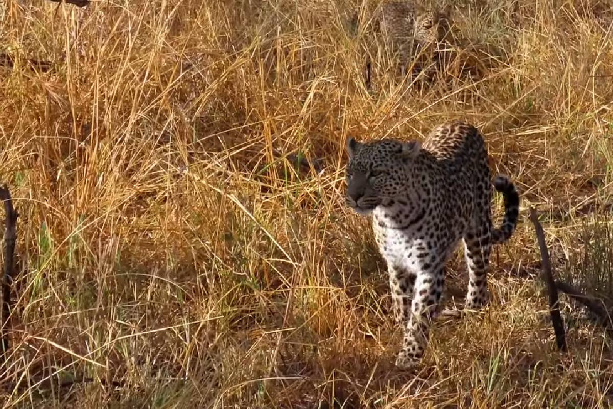 Little Leopard Cub Follows in Mommy’s Footsteps
