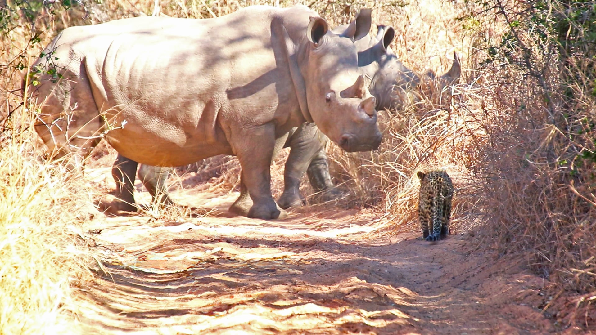 Brave Leopard Stalks Two Rhinos