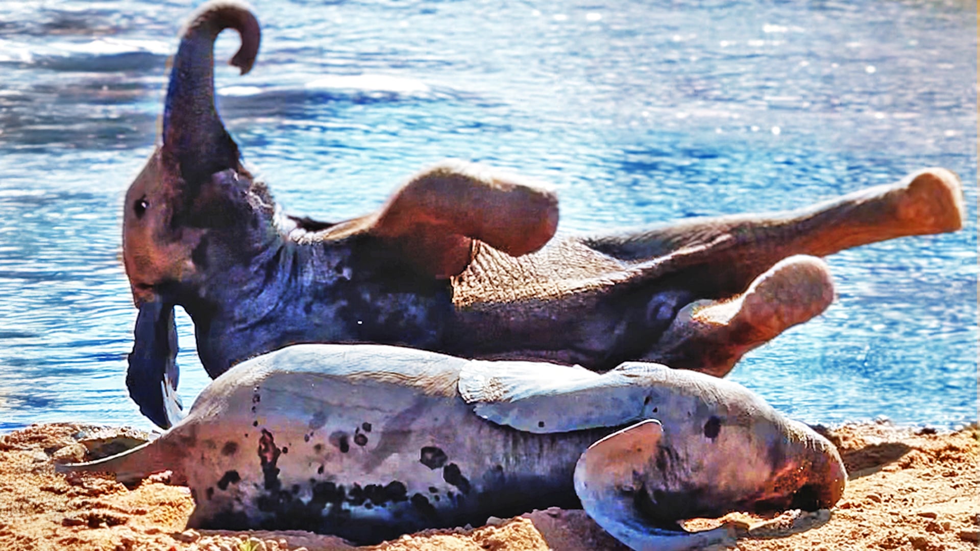 Adorable Baby Elephants Tussle in the Sand