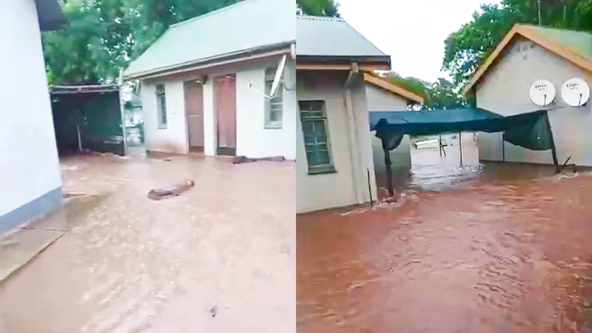 Satara is Under Water! Latest Kruger Flood Update