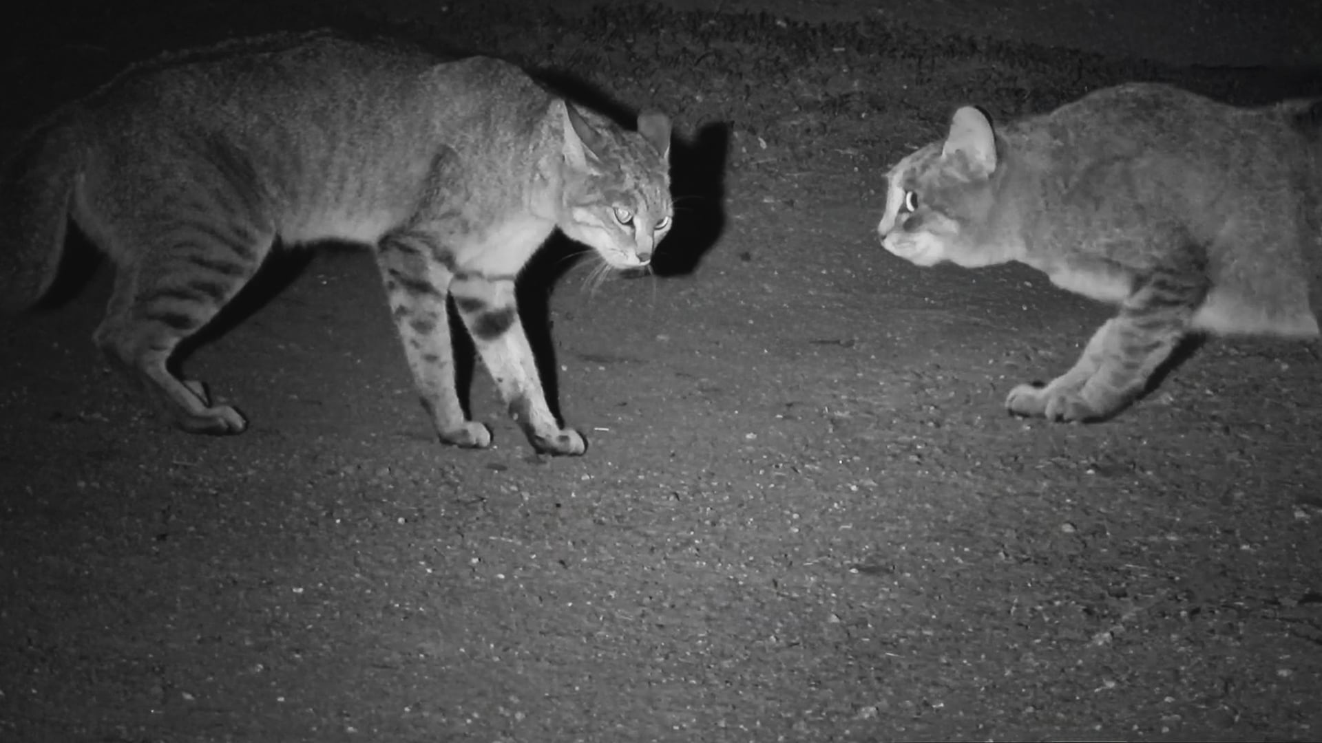African Wild Cats Have an Intense Stand Off