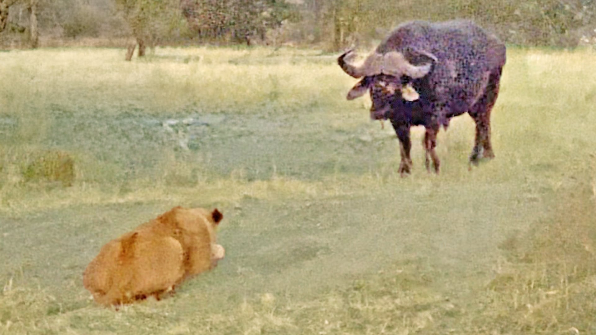 Brave Buffalo Defends Herd from a Pride of Lions