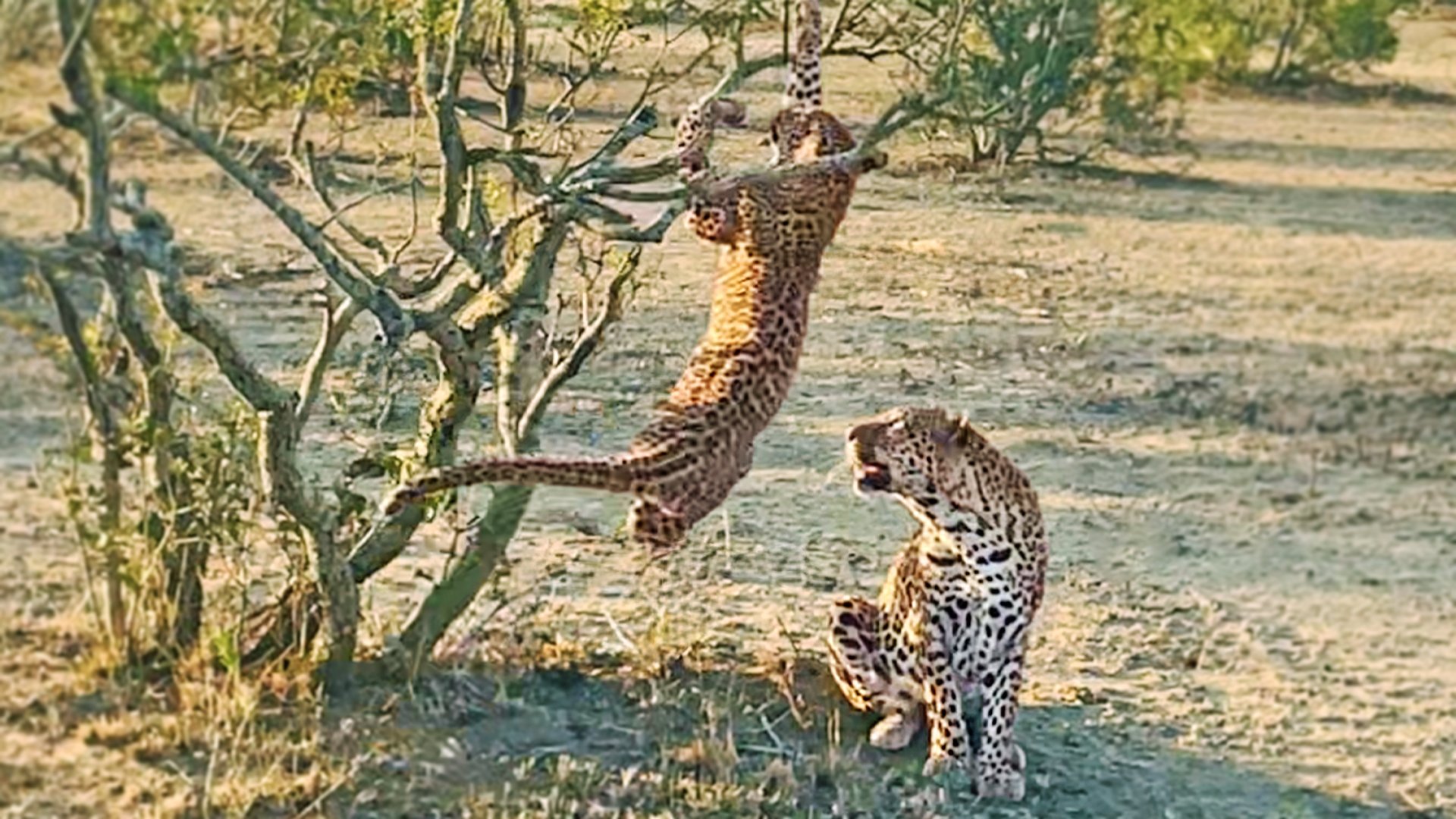 Leopard Cub Falls Out of Tree Onto Mom’s Head