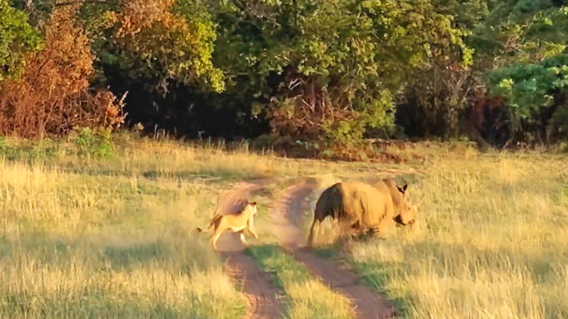 Brave Lioness Chases Down a Rhino Bull