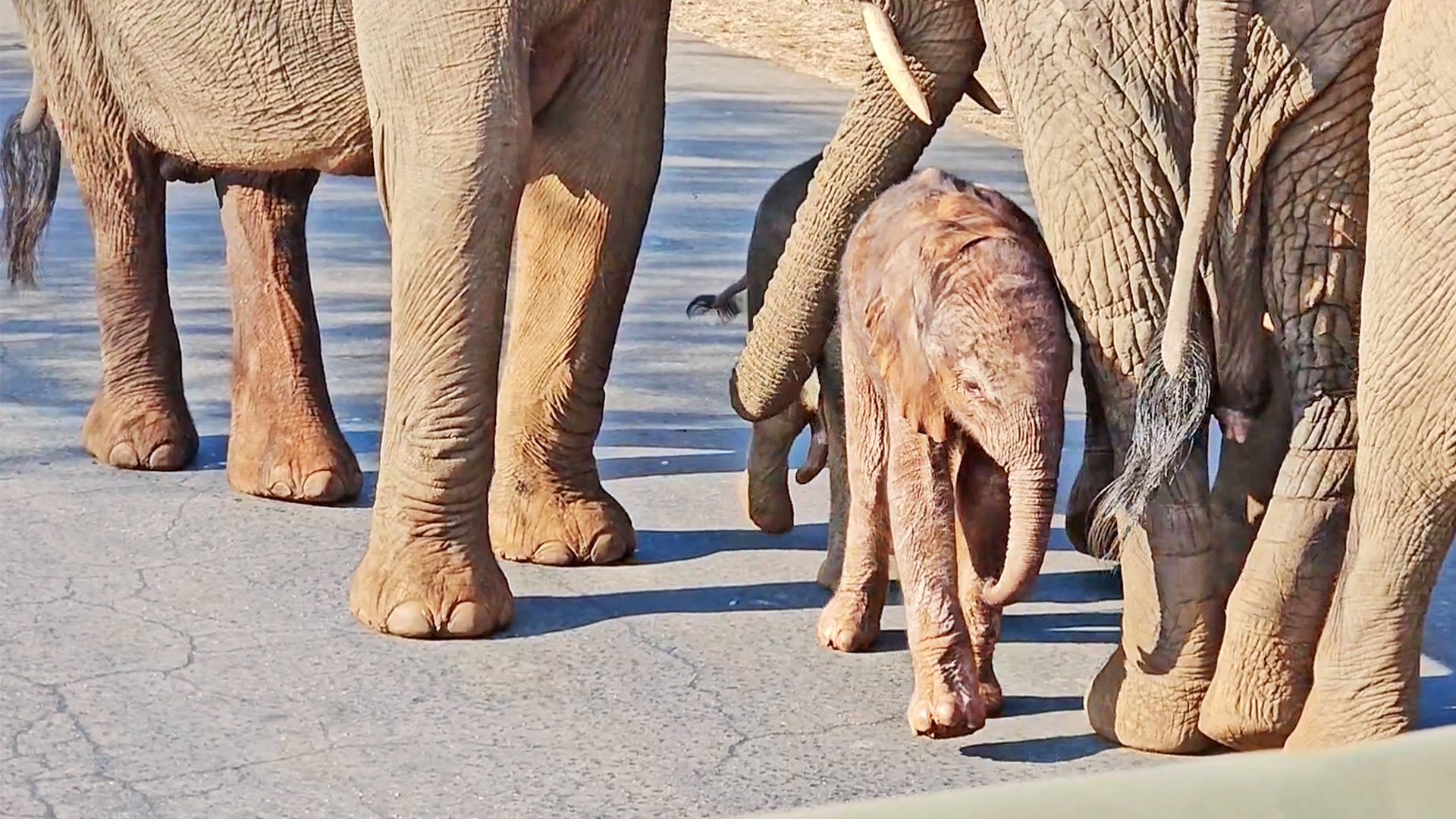 Newborn Elephant Takes Its First Wobbly Steps Across the Road